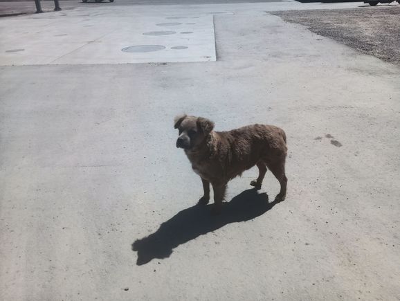 Whenever I stop at one of the gas stations on the Reservations there's always  stray dogs. I gave him and some pups my beef jerky.