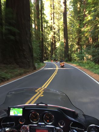 Avenue of the giants, California Redwoods.