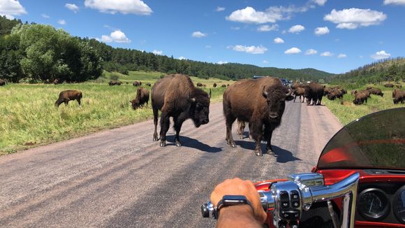 These two (with a calf behind them) stopped traffic for a good 3~4 minutes and crept closer and closer as I backed away...