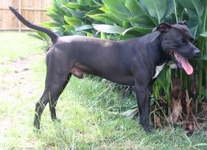Hemi