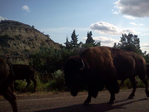 08 11 13 buffalo3