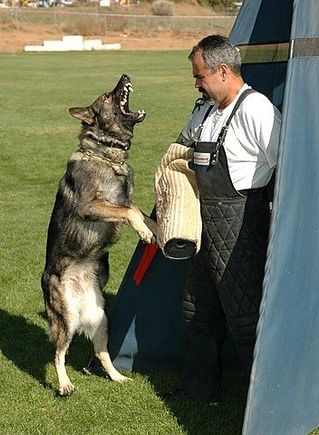 My retired dog "Spike" at work