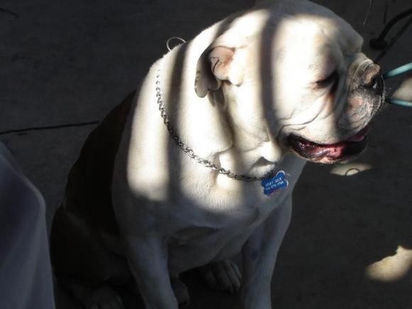 Moby Dick:  Olde English Bulldogge (NOT an english bulldog): taller, wider, faster and stronger