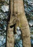 the morningwood