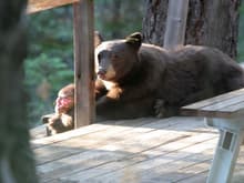 Injured bear on neighbors back deck