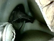 Managed to remove one side of the duckbill which I hope is enough. 
Couldn’t get any final pics because at this stage my hamstrings were loudly protesting at my contortions!