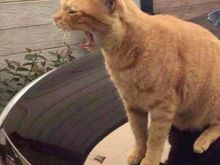 You can turn any Car into a Jag, up to about 10mph.