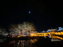 [Travel] Donggung Palace and Wolji Pond, Gyeongju in Korea.