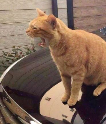 You can turn any Car into a Jag, up to about 10mph.