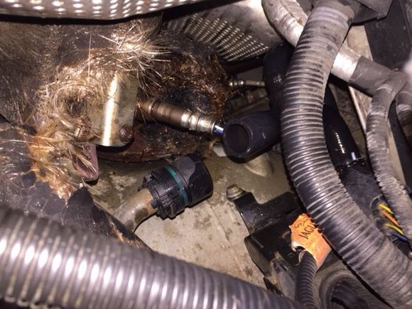 Eurospare Octopus Hose separating at 17 psi. This is right side of car under Air Tube.