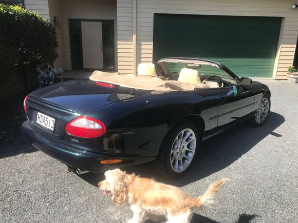 the dog matches the leather