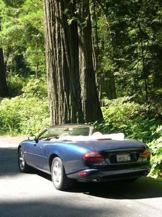 Lovin all that oxygen in the redwoods!