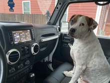 She loves the Jeep so much! I have to bribe her with treat to get out.