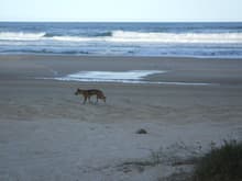 Wild dingo wandering past campsite, looking for fish &amp; other things washed up on the beach.
