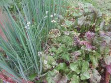 Beets and bunching onion.