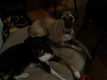 My mutts. Brother and sister just over 2 years old and 70 lbs. "The Dirty Dozen" dogs on CBC or Facebook for a nice rescue story. I trained Rey the light one first and had her since a couple of months old.