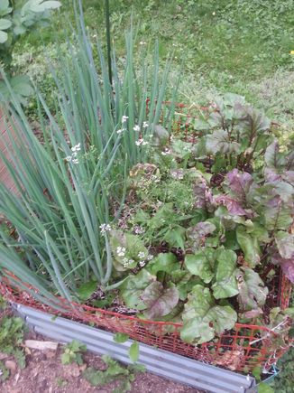 Beets and bunching onion.