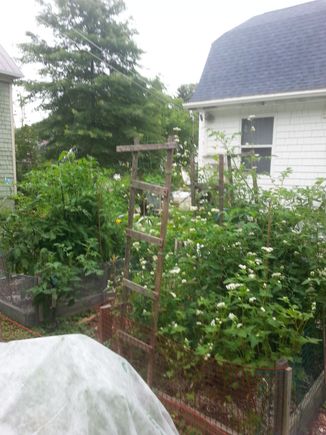There were 8 different types of tomatoes in the garden this summer. They yielded approx 50 lbs. I used Buckwheat to support the tomatoes and companion so they don't just flop over. This adds extra nutrients for the tomatoes but use more water.