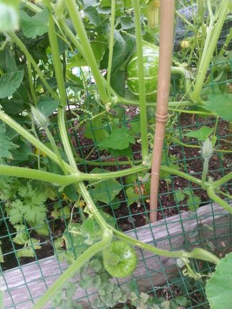 Winter Squash and Cucumber filled this box. 5 Cucs and 6 large healthy squash were harvested.