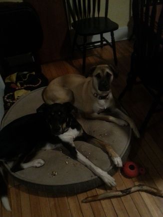 My mutts. Brother and sister just over 2 years old and 70 lbs. "The Dirty Dozen" dogs on CBC or Facebook for a nice rescue story. I trained Rey the light one first and had her since a couple of months old.