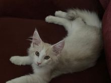 This is Buddy, named after a nickname or a past brother. He is about seven months.  They mature to four years.