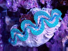 beautiful "giant clam" shellfish 
