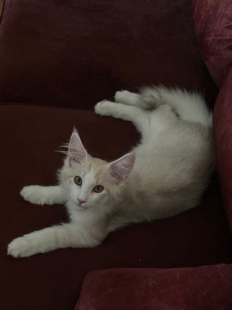 This is Buddy, named after a nickname or a past brother. He is about seven months.  They mature to four years.