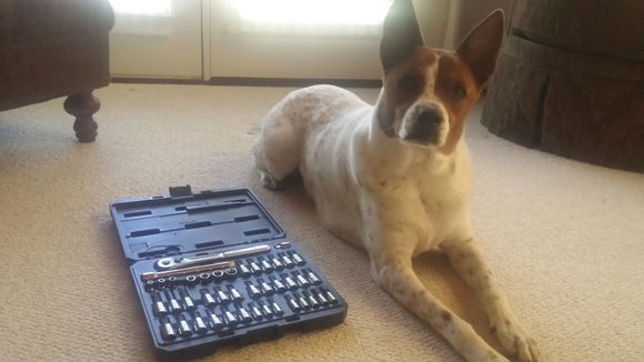 New tools modeled by my dog, Vice.
