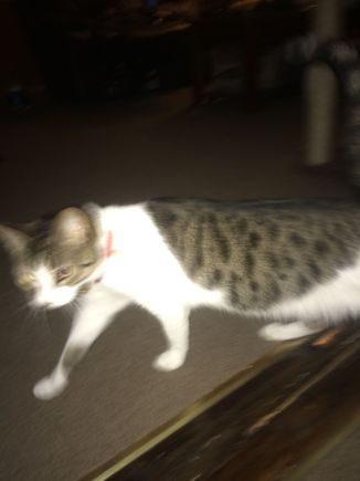 Here is inside kitty, dashing away from the light.