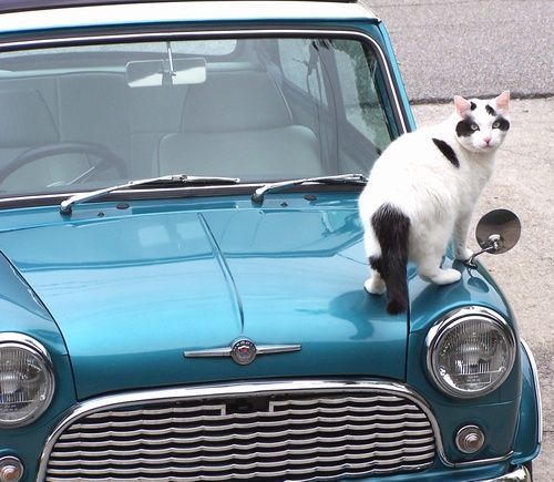 15609Panda checking out the Mini