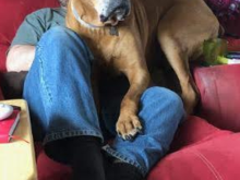 I had to put my buddy Magnum down a couple days ago. He was a mastiff/boxer mix I think..Ill never know since he was a rescue. Been hard to be a work the past couple days and will be for a long time.