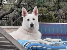 1 yr later he's taken over the entire estate.