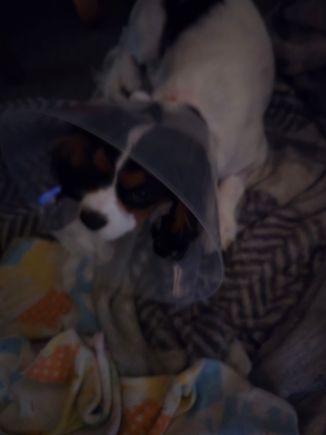 Poor Molly got fixed today. 