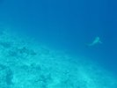 Kuramathi