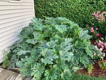 Four squash plants doing well