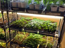 Rick’s green thumbs have been busy 