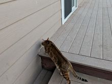 ^8-19-2023.  After the deck was fixed underneath so it wasn't pulling away from the house.