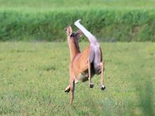 I didn't realize how long their tails were!