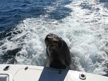 The sea lions know the boats coming into harbor have bait to eat.  They literally jump up on the back of the boat.