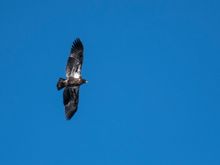 Immature Bald Eagle, Lackawaxen, PA