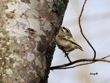 Golden crown kinglet