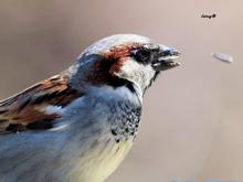 Up close and personal with the house sparrow. The shell of the seed in the air