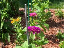Talk zinnia