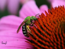 Sweat bee.  They really will land on you and lick some sweat, however, I was freshly showered.....just sayin'.