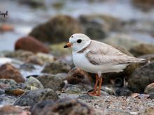 Piping Plover (female?)