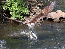 Out of the water with two fish in it's talons