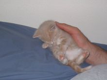 Pets