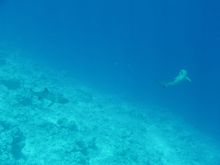 Kuramathi