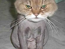 shaved pussy1
