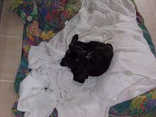 puppy pics 017.jpg